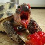 image for 🔥 Tortoise eating a berry