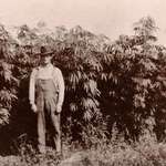 image for A Michigan cannabis farmer standing with his crop in 1910.