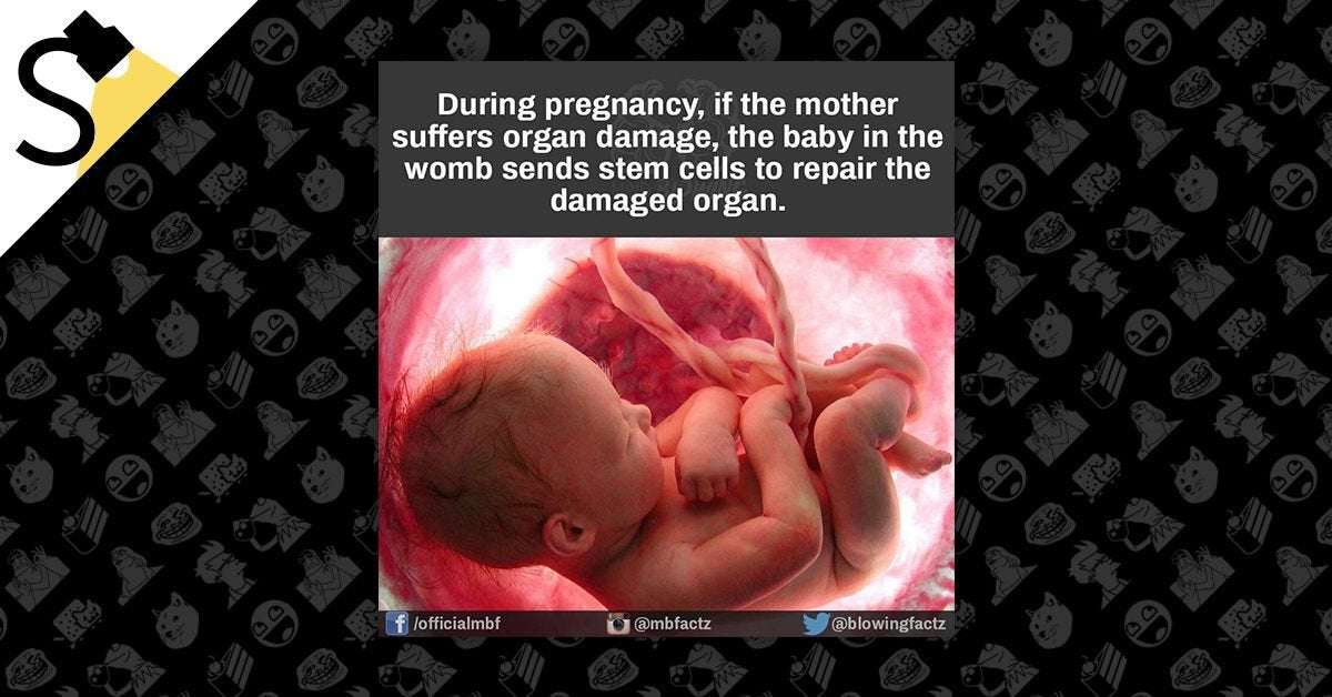 image for Can a Fetus Send Its Own Stem Cells to Repair Its Mother’s Damaged Organs?