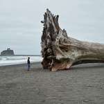 image for Giant 200 ft driftwood washed on the beach in Washington