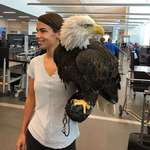 image for Clark the bald eagle out of his carrier while going through security.
