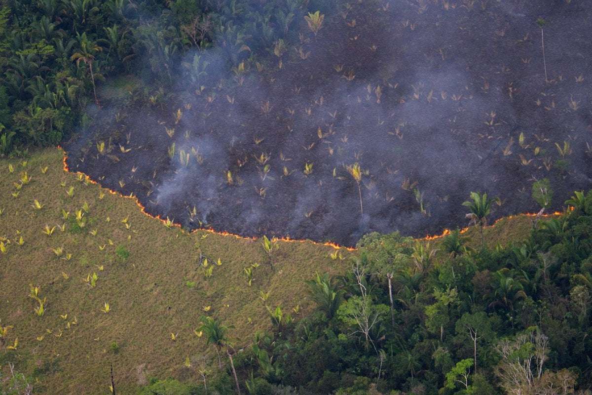 image for In Bolsonaro’s Brazil, a Showdown Over Amazon Rainforest