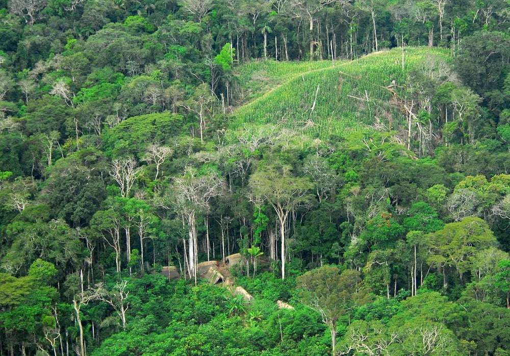 image for Amazon deforestation is close to tipping point