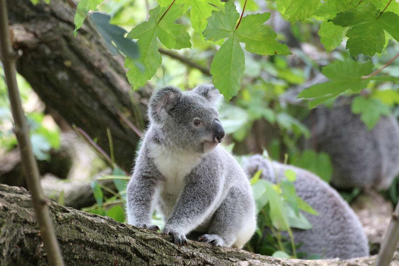 image for Poo transplants to help save koalas