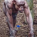 image for Chimpanzee with alopecia showing natural densely packed muscle.