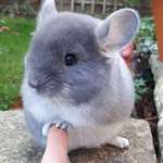 image for Absolutely adorable chinchilla