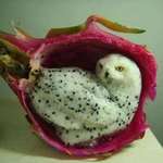 image for Snowy Owl carved from Dragonfruit