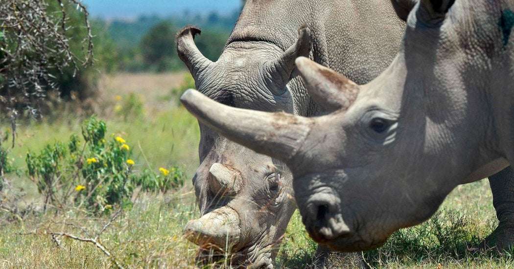 image for Scientists Fertilize Eggs From the Last Two Northern White Rhinos