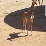 image for This giraffe's shadow looks like a unicorn