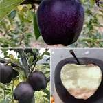 image for 🔥 The Black Diamond apple. Grown in the mountains of Tibet 🔥