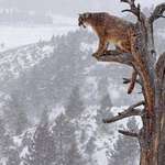 image for Cougar looking down over the forest from the top of a tree
