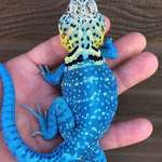 image for 🔥 Blazing blue lizard.