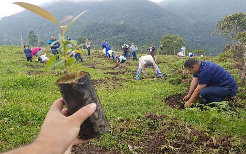 image for Plantan 200.000 árboles en Antioquia