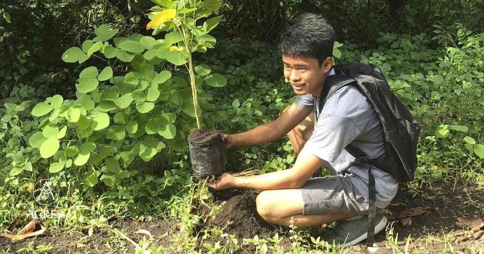 image for Philippines law would require students to plant 10 trees if they want to graduate