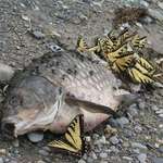 image for Butterflies feast on the corpse of a fish