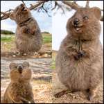 image for The Quokka. Possibly the happiest animal on earth