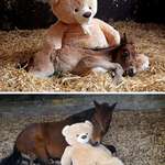 image for Breeze the baby horse is all grown up, but still sleeps with his teddy years later