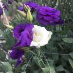 image for This lisianthus mutated to be half purple and half white.