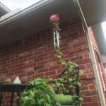 image for This vine climbed up a chair to silence my wind chime.