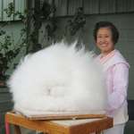 image for Professor Betty Chu, an expert rabbit breeder, has her Angora rabbit poofed in its 10in.+ coat. Certified as the world’s fluffiest rabbit.