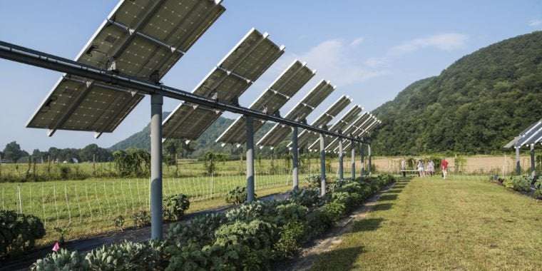 image for Crops under solar panels can be a win-win