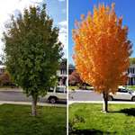 image for The Difference of 11 Days Can Make For This Maple Tree