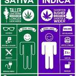image for Since it’s becoming legal in some places, here’s a cool guide to Cannabis.