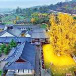 image for 1,000 year old ginko tree in China drops its annual gold carpet
