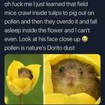 image for pollen is nature’s Dorito dust