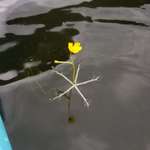 image for found this buttercup growing ontop of the water