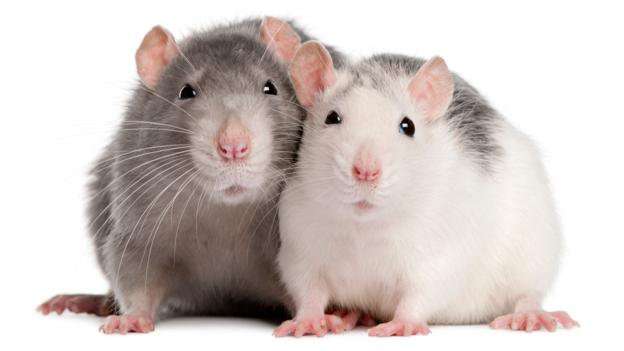 image for Rats will save their friends from drowning