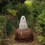 image for Albatross chic in his mud nest
