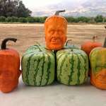 image for California farmer Tony Dighera made plastic mold to put his pumpkins so that they grow into the face of Frankenstein's monster. Known as "Pumpkinsteins"