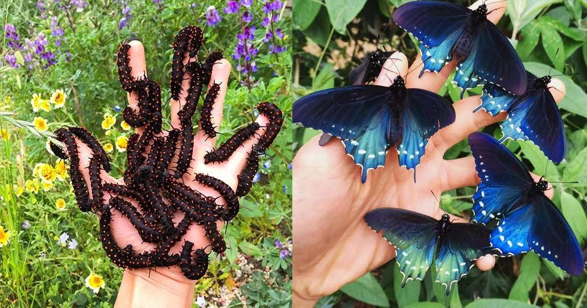 image for How One Man Singlehandedly Repopulated a Rare Butterfly Species in His Backyard