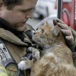 image for Not my pic.. rescued kitty from a fire, look at the gratitude in those eyes.