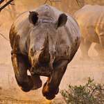 image for 🔥 A charging Rhino is the most intemidating thing ever