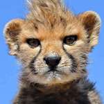 image for 🔥 Baby cheetah with a mohawk