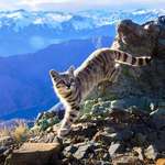 image for 🔥 Endangered Andean Cat.