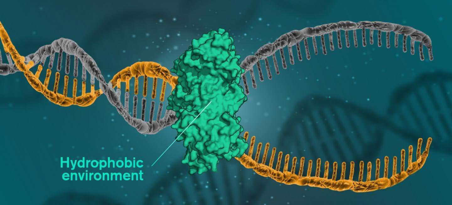 image for Scientists Were Wrong About DNA – It Is Actually Held Together by Hydrophobic Forces