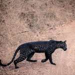 image for A rare black Leopard