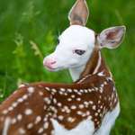 image for 🔥 Piebald fawn