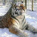 image for 🔥 Gorgeous Bengal tiger enjoys a light dusting of snow.