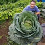 image for Been asked to share my 67lb cabbage you you lovely people. Hope you enjoy and i think its fitting for the group :)
