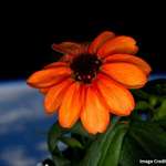 image for This is the first flower ever grown entirely in space.