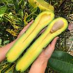 image for A small farm called “Miami Fruit” grows avacados up to 3-feet long in South Florida