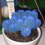 image for Look at my blue cactus
