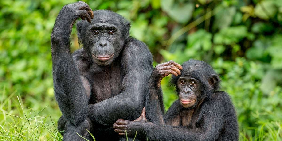 image for A 41-year-old question about ape intelligence may finally be answered