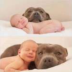 image for They are not dangerous if you raise them right and neither are Pit Bulls...