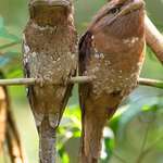 image for 🔥 These Sri Lanka Frogmouth Birds Look Like An Old Married Couple 🔥