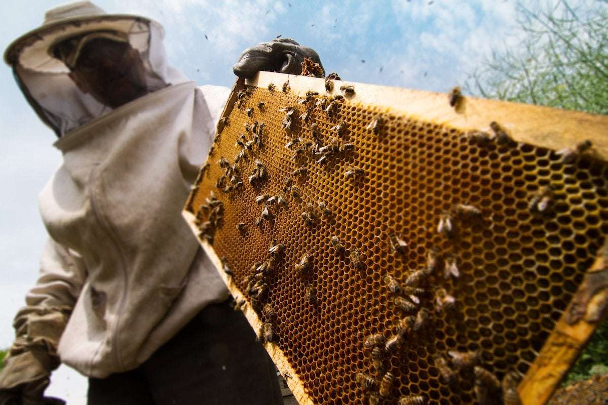 image for A Movement to Transform Coal Miners Into Beekeepers Is Great News for the Planet